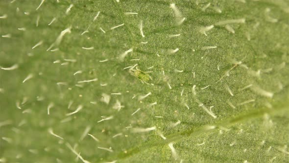 An Ordinary Spider Mite Under a Microscope, the Tetranychidae Family, On the Green Leaf