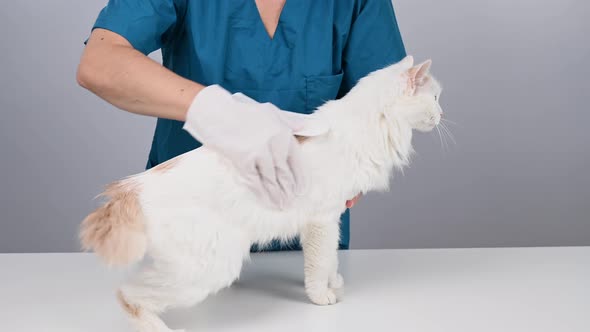 Veterinarian Washing a Fluffy White Cat with a Disposable Wet Glove