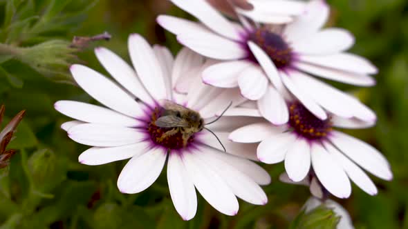 A bee pollinating a flower bloom