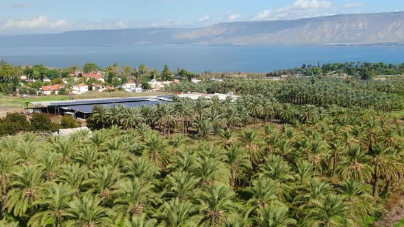 Date Trees Near The Sea Of Galilee