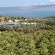Date Trees Near The Sea Of Galilee - VideoHive Item for Sale