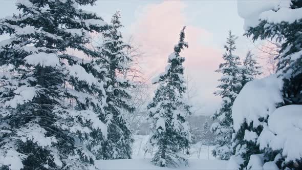 Winter Forest Nature Snow Covered Winter Trees Landscape at Sunset Holidays