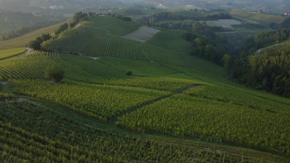 Barolo Vineyards Agriculture in Langhe, Piedmont