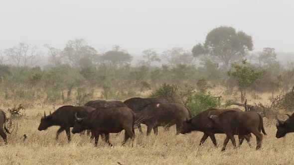 African Buffalo Herd