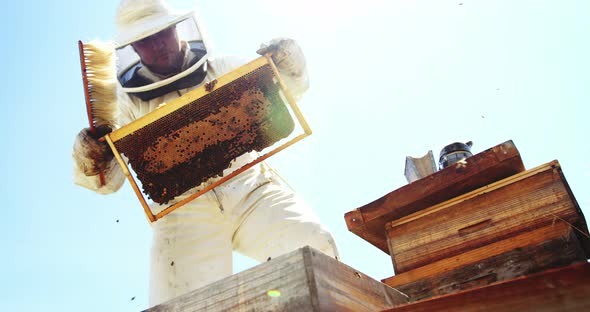 Beekeeper holding beehive and harvesting honey