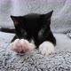 Cat suckling on a blanket - VideoHive Item for Sale