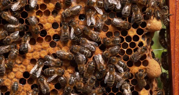 |European Honey Bee, apis mellifera, Black Bees on a Brood Frame, two cells of Queen on the right