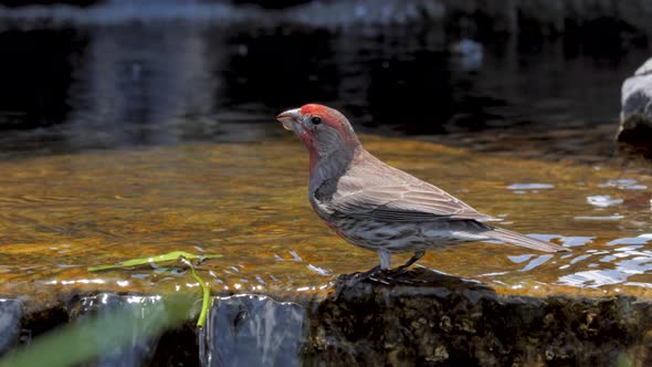 An adult male house finch drinks from a shallow spring then flies away