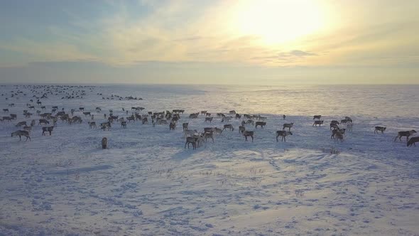 Aerial Drone Footage of Caribou Grazing on the Tundra in Arctic Alaska During Winter