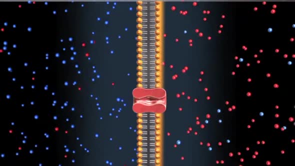 cell transports sodium Potassium ions to exterior of cell releasing 2 potassium