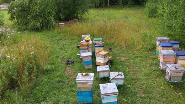 Summer Bee Apiary in the Forest