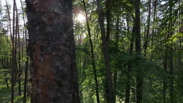 Wild Forest Landscape on a Summer Day