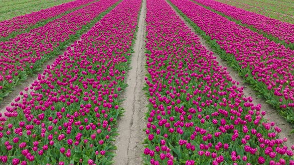 Lush Purple Tulips aligned in rows in northern Holland, Low pass aerial.