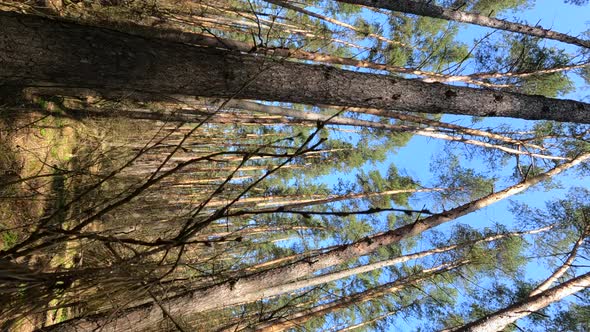 Vertical Video of the Forest Landscape Slow Motion