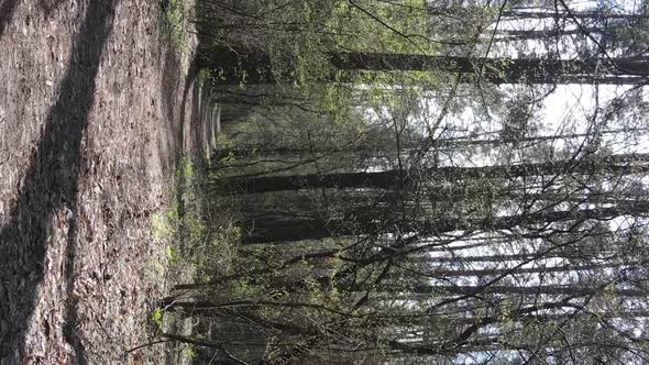 Vertical Video of a Road in the Forest Slow Motion