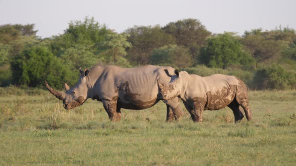Muddy rhino mother and young on the savanna