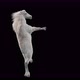 39 White Horse Dancing 4K - VideoHive Item for Sale