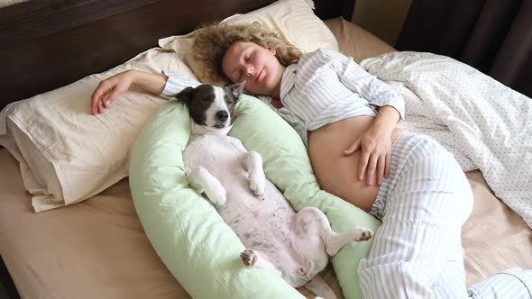 Happy Healthy Pregnancy Concept, Pregnant Woman Sleeping In Bed With Her Dog