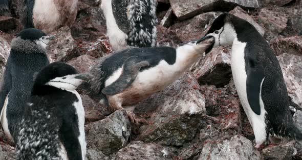 Chinstrap penguin feeding chick