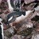Chinstrap penguin feeding chick - VideoHive Item for Sale