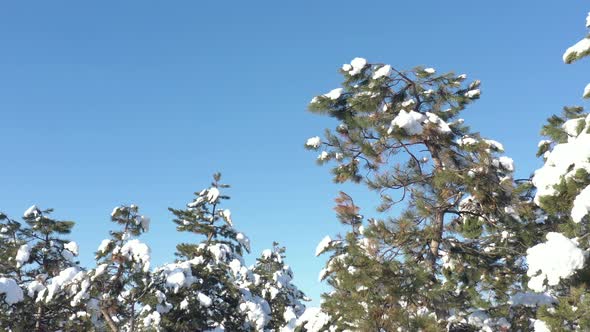 Pine tree branches under snow 4K drone video