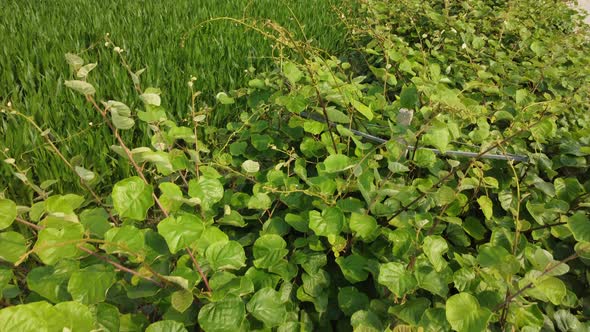 Kiwi Fruit Plant Agriculture in Rural Farm