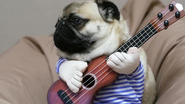 Surprised Funny Pug Dog Singer with a Guitar, Dog Musician Guitarist on a Soft Chair Bag