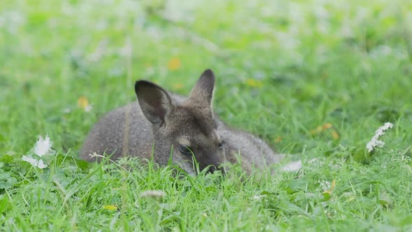 Bennett's Tree-kangaroo Lying on Grass. Dendrolagus Bennettianus Grazing in the Meadow.