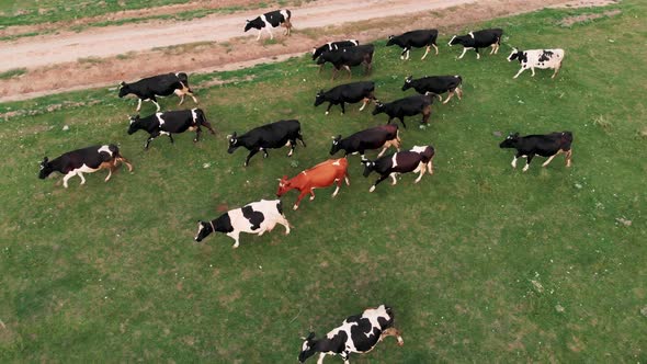 Cows Grazing Fresh Green Grass on the Field. Farm. Animals Graze on a Meadow. Cows on Pasture. Herd