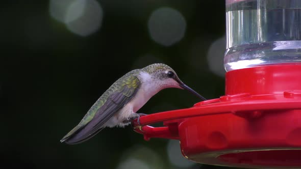 Ruby Throated Hummingbird female feeding