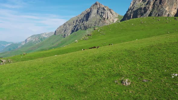 Herd of Horses Grazing in Mountains