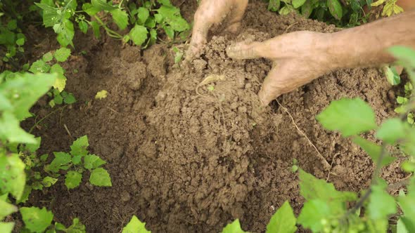 The farmer mixes the soil with his hands.