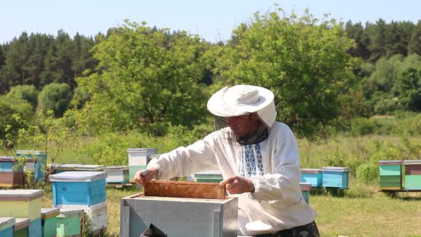 beekeeper works on an apiary, an open beehive. The bees collect honey. Frames of a bee hive.
