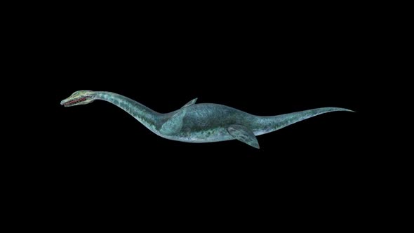 Plesiosaur Dinosaur Swim