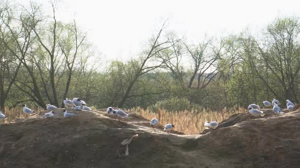 Seagulls are Resting on Shore of Pond