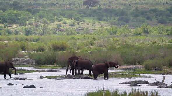 African bush elephant in Kruger National park, South Africa