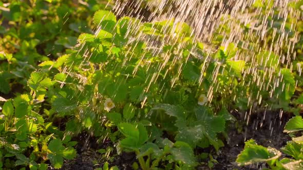 Abundant Watering of Juicy Green Foliage of Growing Strawberries in a Garden Bed Closeup Slow Motion