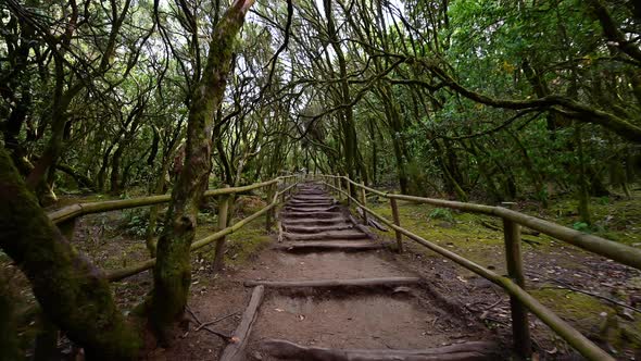 Pov, Walking in Rainforest in Garajonay National Park, La Gomera, Canary Islands, Spain