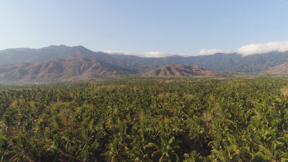 Tropical Landscape with Palm Trees and Mountains