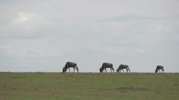 Wildebeests grazing and walking