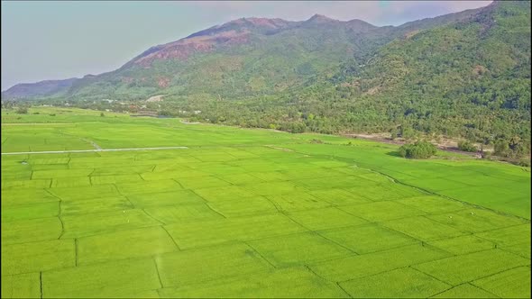 Drone Flies From Mountains Over Green Rice Fields Against Sky