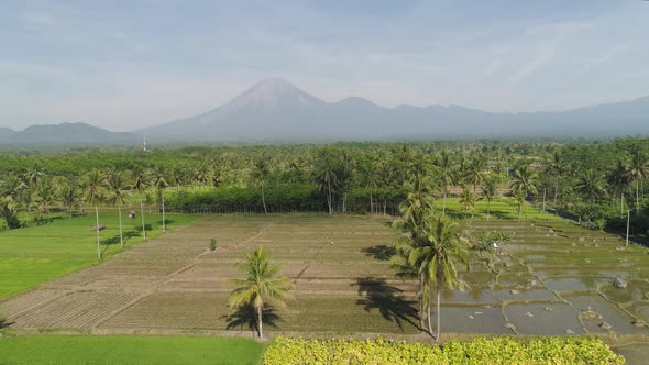 Rice Terraces and Agricultural Land in Indonesia