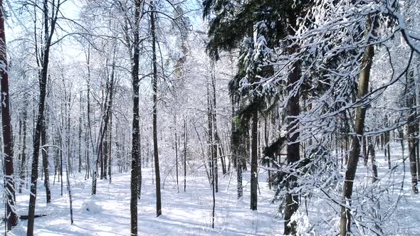 Flying Between the Trees in Snowy Forest Winter