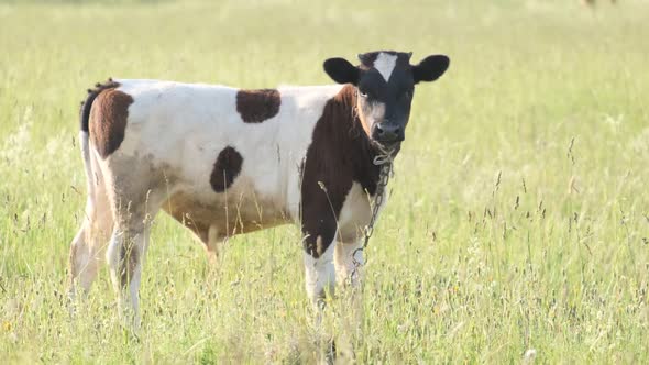 A Young Bull Stands on a Green Lawn