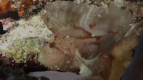 White Leaf scorpionfish on coral reef. A close up of a white Leaf scorpion fish on a coral reef in t