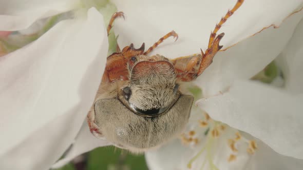 Maybug Eating Apple Tree Flower Petals