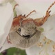 Maybug Eating Apple Tree Flower Petals - VideoHive Item for Sale