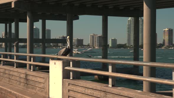 Pelicans on a bridge