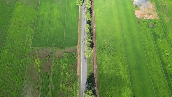 The Paddy Rice Fields of Kedah and Perlis, Malaysia