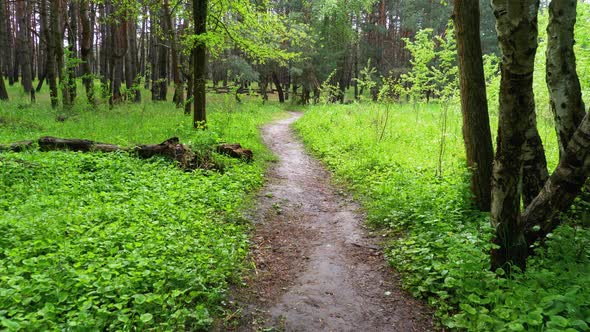 POV Hiking on Trail Path Through Green Forest. Walking on a Path in the Woods